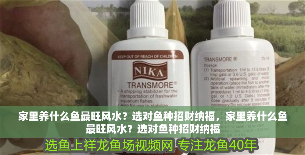 家里養什么魚最旺風水？選對魚種招財納福，家里養什么魚最旺風水？選對魚種招財納福