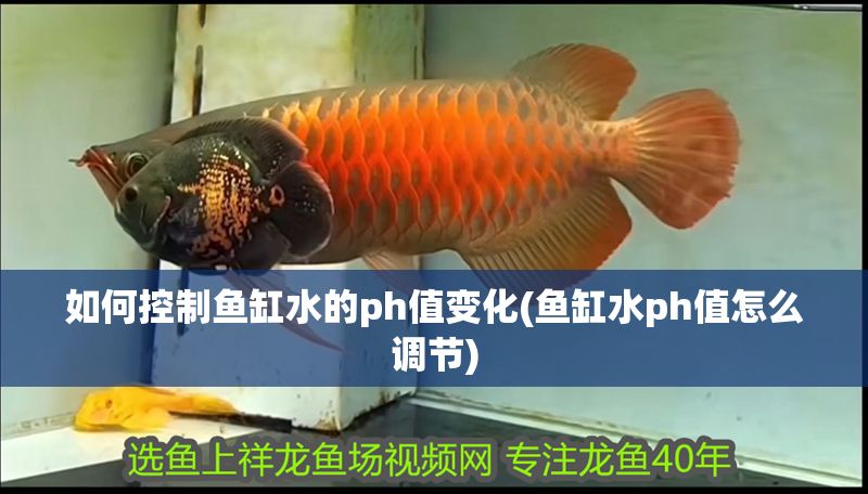 如何控制魚缸水的ph值變化(魚缸水ph值怎么調(diào)節(jié))