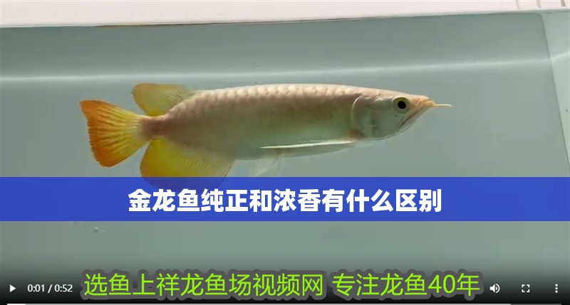 金龍魚純正和濃香有什么區別