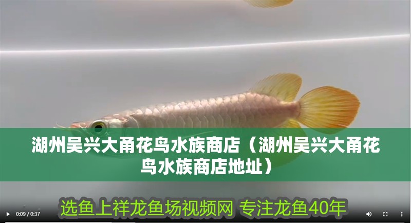 湖州吳興大甬花鳥水族商店（湖州吳興大甬花鳥水族商店地址） 湖州吳興大甬花鳥水族商店（湖州吳興大甬花鳥水族商店地址） 全國水族館企業(yè)名錄 第2張