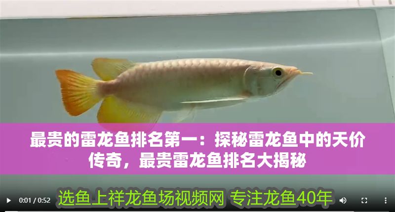 最貴的雷龍魚排名第一：探秘雷龍魚中的天價傳奇，最貴雷龍魚排名大揭秘
