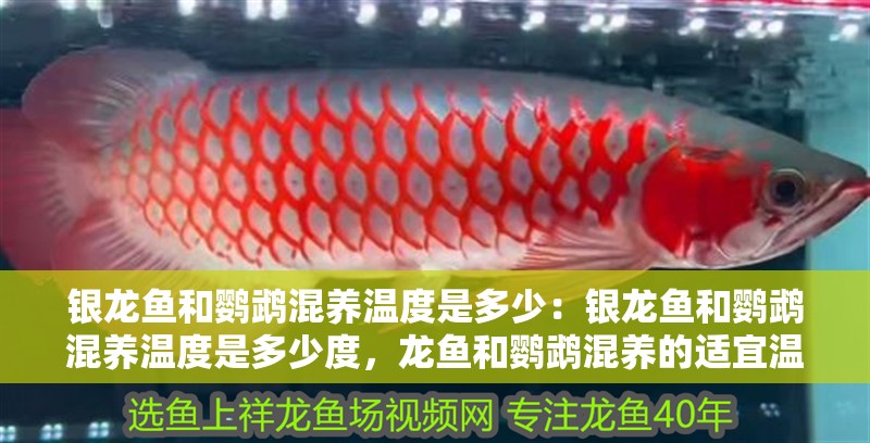 銀龍魚和鸚鵡混養(yǎng)溫度是多少：銀龍魚和鸚鵡混養(yǎng)溫度是多少度，龍魚和鸚鵡混養(yǎng)的適宜溫度