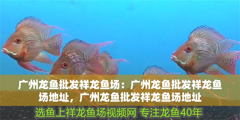 廣州龍魚批發祥龍魚場：廣州龍魚批發祥龍魚場地址，廣州龍魚批發祥龍魚場地址 廣州龍魚批發祥龍魚場：廣州龍魚批發祥龍魚場地址，廣州龍魚批發祥龍魚場地址 水族問答