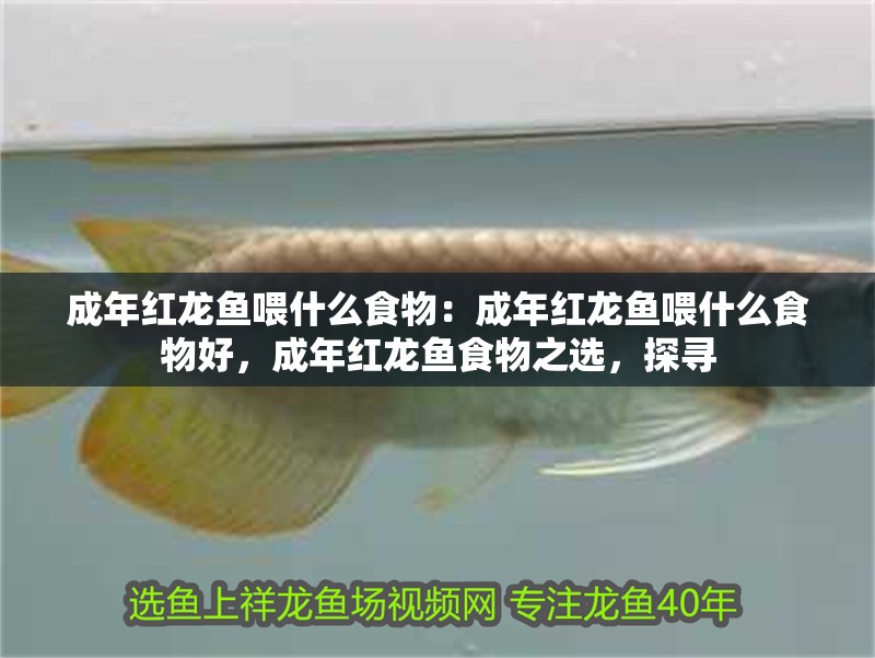 成年紅龍魚喂什么食物：成年紅龍魚喂什么食物好，成年紅龍魚食物之選，探尋