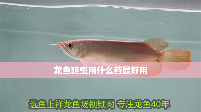 龍魚驅蟲用什么藥最好用