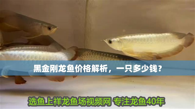黑金剛龍魚價格解析，一只多少錢？