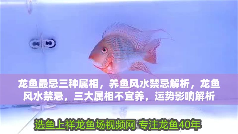 龍魚最忌三種屬相，養魚風水禁忌解析，龍魚風水禁忌，三大屬相不宜養，運勢影響解析
