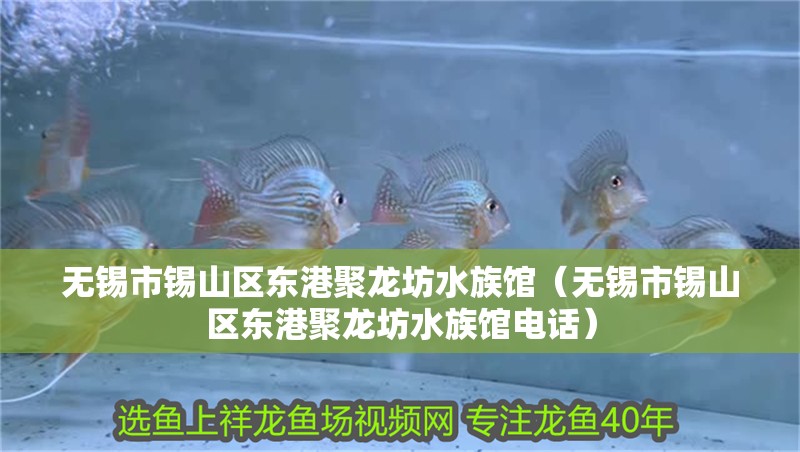 無錫市錫山區東港聚龍坊水族館（無錫市錫山區東港聚龍坊水族館電話）