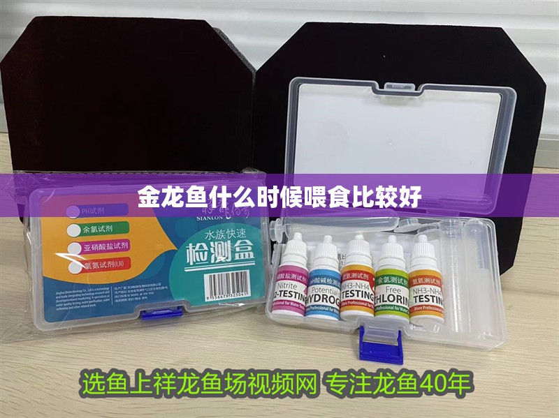 金龍魚什么時候喂食比較好