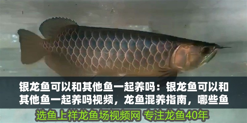 銀龍魚可以和其他魚一起養嗎：銀龍魚可以和其他魚一起養嗎視頻，龍魚混養指南，哪些魚類可與銀龍共處