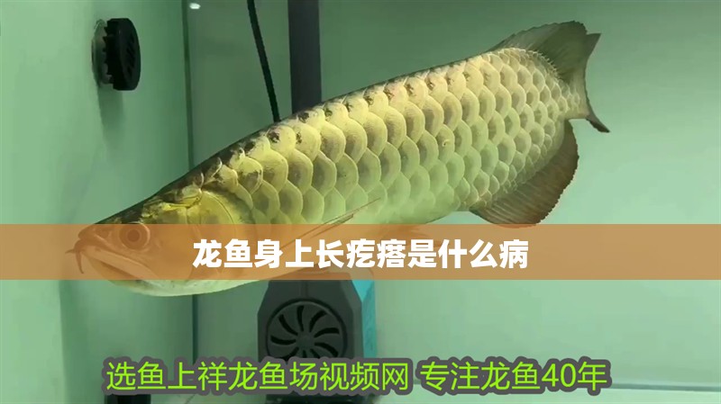 龍魚身上長疙瘩是什么病