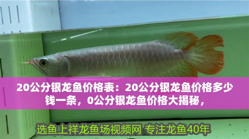 20公分銀龍魚價格表：20公分銀龍魚價格多少錢一條，0公分銀龍魚價格大揭秘，