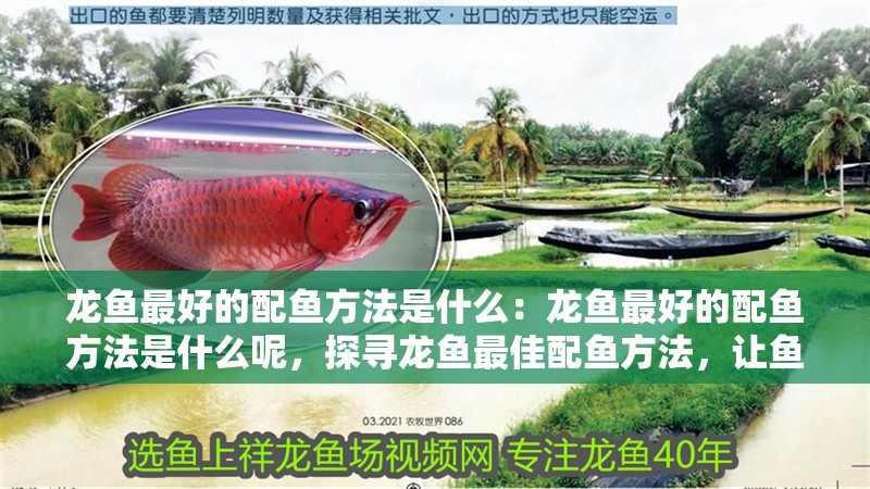 龍魚最好的配魚方法是什么：龍魚最好的配魚方法是什么呢，探尋龍魚最佳配魚方法，讓魚缸生態(tài)更和諧