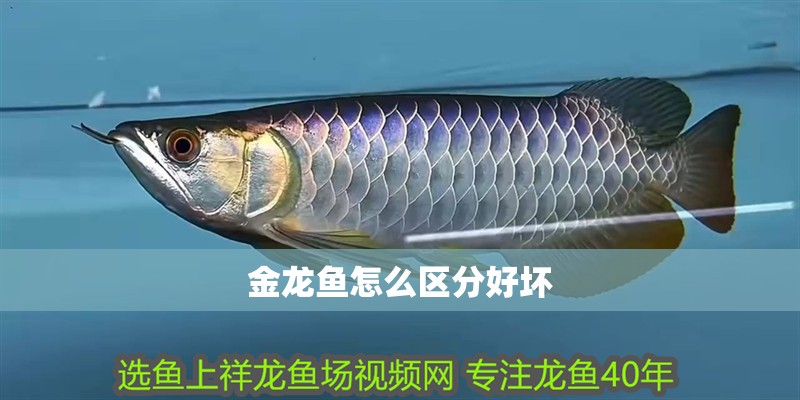 金龍魚怎么區分好壞