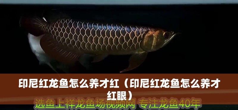 印尼紅龍魚怎么養才紅（印尼紅龍魚怎么養才紅眼）