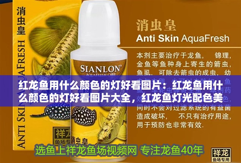 紅龍魚用什么顏色的燈好看圖片：紅龍魚用什么顏色的燈好看圖片大全，紅龍魚燈光配色美學(xué)，精選高清
