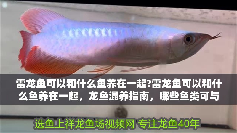 雷龍魚可以和什么魚養在一起?雷龍魚可以和什么魚養在一起，龍魚混養指南，哪些魚類可與其和諧共處？