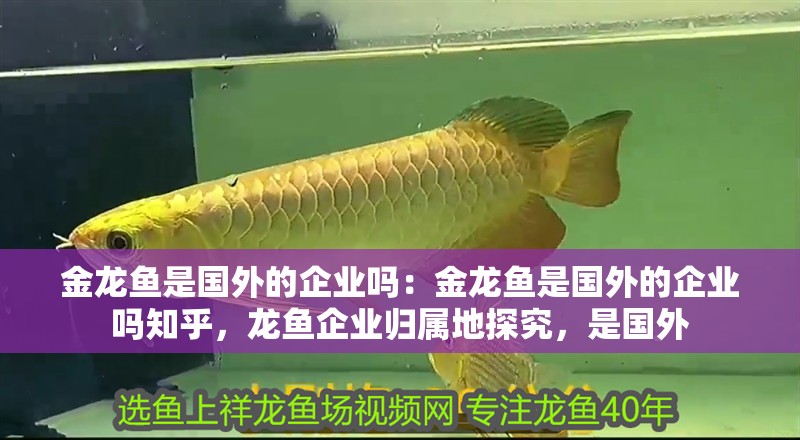 金龍魚是國外的企業(yè)嗎：金龍魚是國外的企業(yè)嗎知乎，龍魚企業(yè)歸屬地探究，是國外