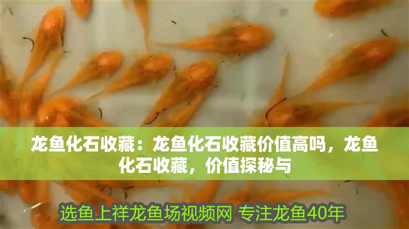 龍魚化石收藏：龍魚化石收藏價值高嗎，龍魚化石收藏，價值探秘與