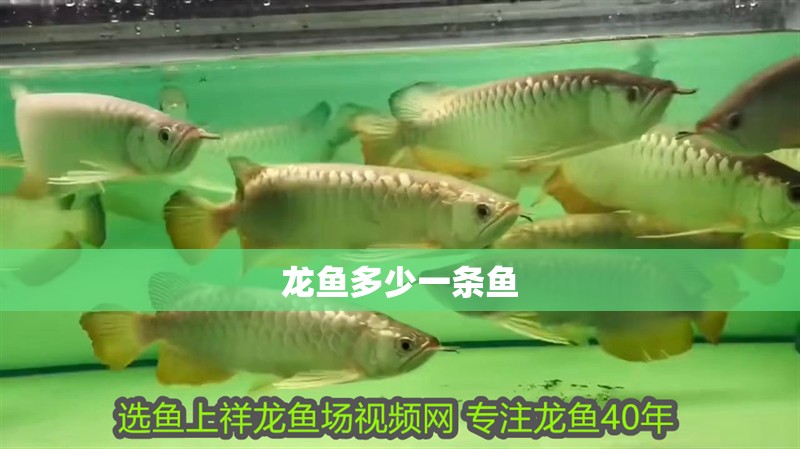 龍魚多少一條魚