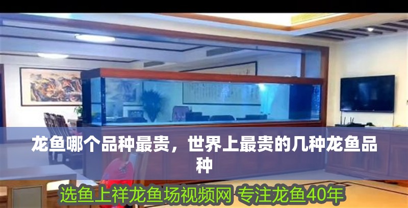 龍魚哪個品種最貴，世界上最貴的幾種龍魚品種