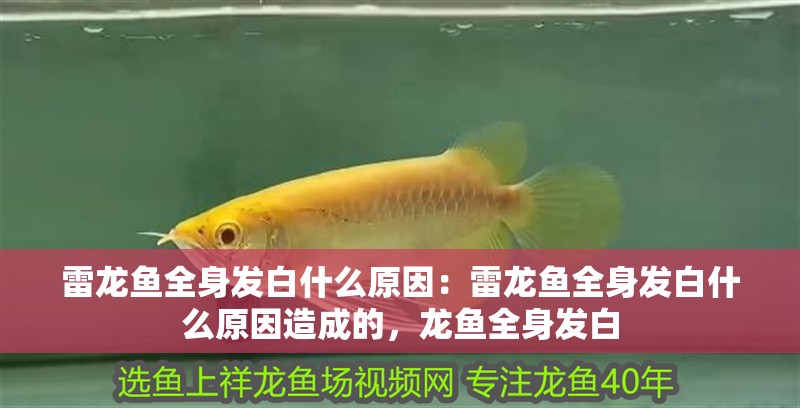 雷龍魚全身發(fā)白什么原因：雷龍魚全身發(fā)白什么原因造成的，龍魚全身發(fā)白