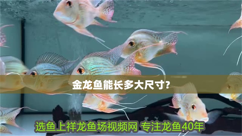 金龍魚能長多大尺寸？