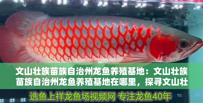 文山壯族苗族自治州龍魚養殖基地：文山壯族苗族自治州龍魚養殖基地在哪里，探尋文山壯族苗族自治州龍魚 文山壯族苗族自治州龍魚養殖基地：文山壯族苗族自治州龍魚養殖基地在哪里，探尋文山壯族苗族自治州龍魚 水族問答