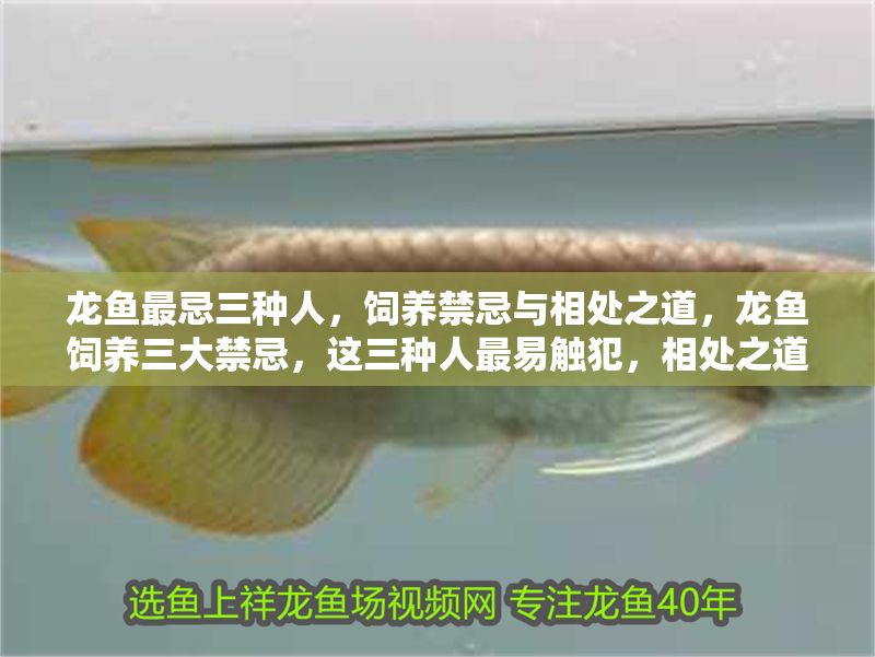龍魚最忌三種人，飼養(yǎng)禁忌與相處之道，龍魚飼養(yǎng)三大禁忌，這三種人最易觸犯，相處之道需謹(jǐn)記