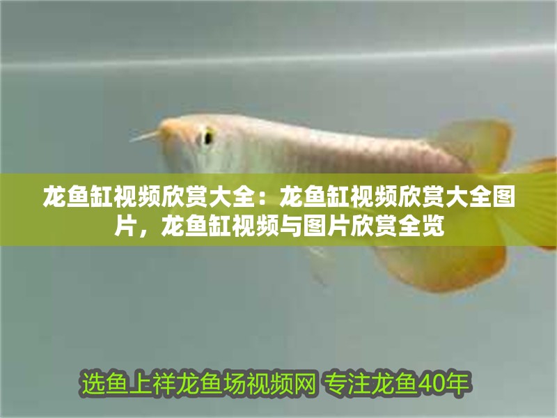 龍魚缸視頻欣賞大全：龍魚缸視頻欣賞大全圖片，龍魚缸視頻與圖片欣賞全覽 龍魚缸視頻欣賞大全：龍魚缸視頻欣賞大全圖片，龍魚缸視頻與圖片欣賞全覽 水族問答