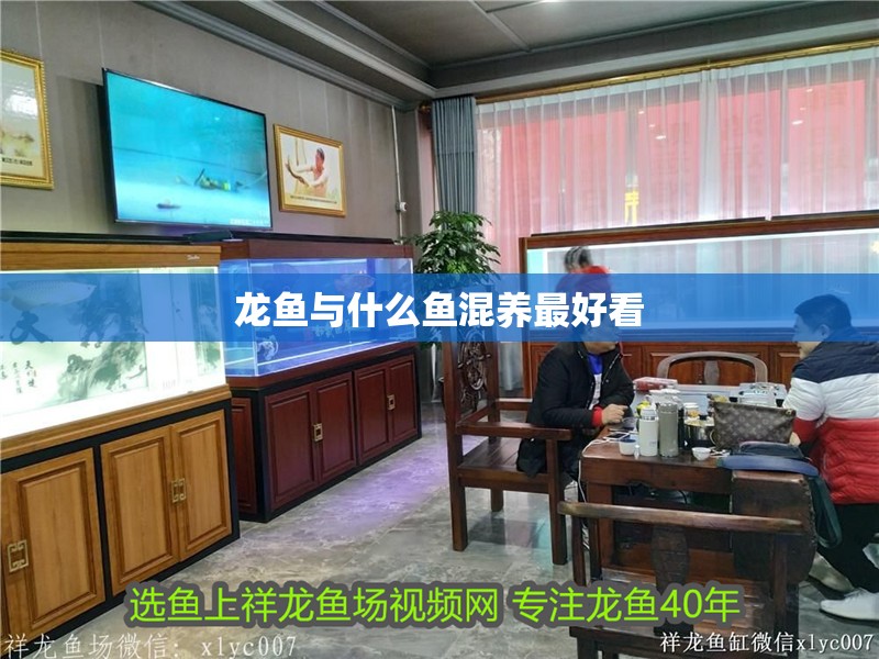 龍魚與什么魚混養最好看