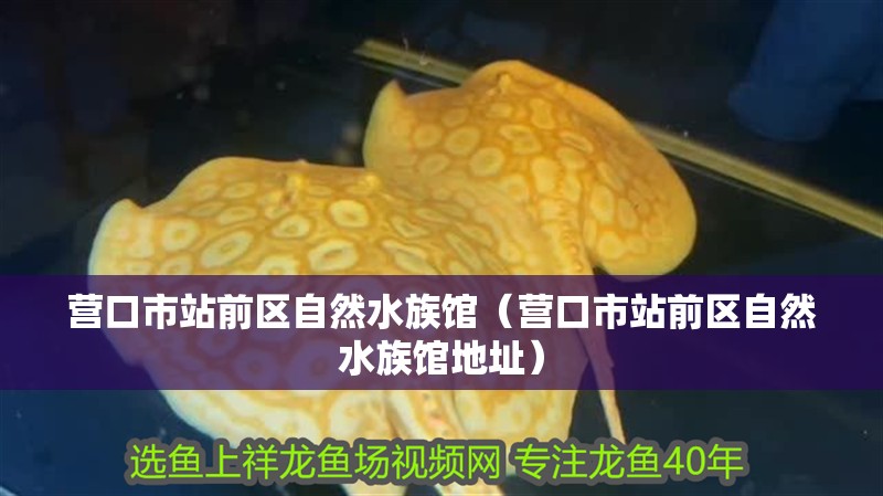 營口市站前區(qū)自然水族館（營口市站前區(qū)自然水族館地址）