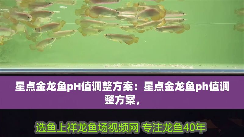 星點金龍魚pH值調整方案：星點金龍魚ph值調整方案， 星點金龍魚pH值調整方案：星點金龍魚ph值調整方案， 金龍魚百科 第1張