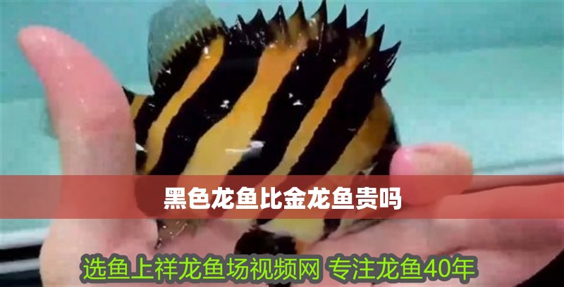 黑色龍魚比金龍魚貴嗎