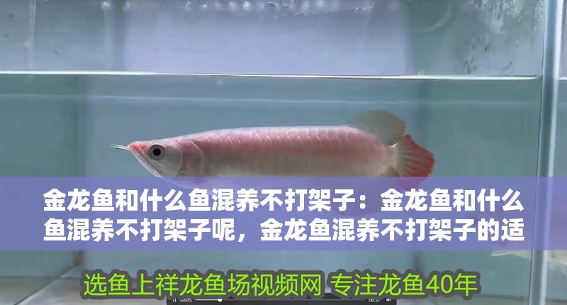 金龍魚和什么魚混養不打架子：金龍魚和什么魚混養不打架子呢，金龍魚混養不打架子的適宜