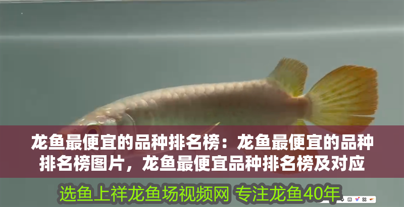 龍魚(yú)最便宜的品種排名榜：龍魚(yú)最便宜的品種排名榜圖片，龍魚(yú)最便宜品種排名榜及對(duì)應(yīng)