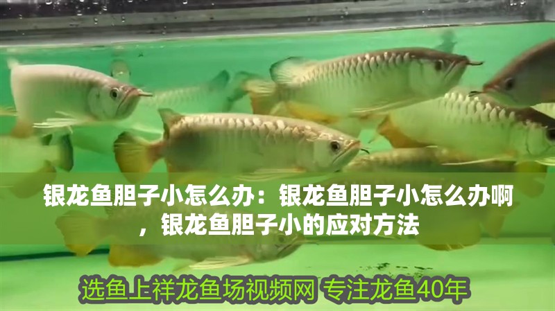 銀龍魚膽子小怎么辦：銀龍魚膽子小怎么辦啊，銀龍魚膽子小的應對方法