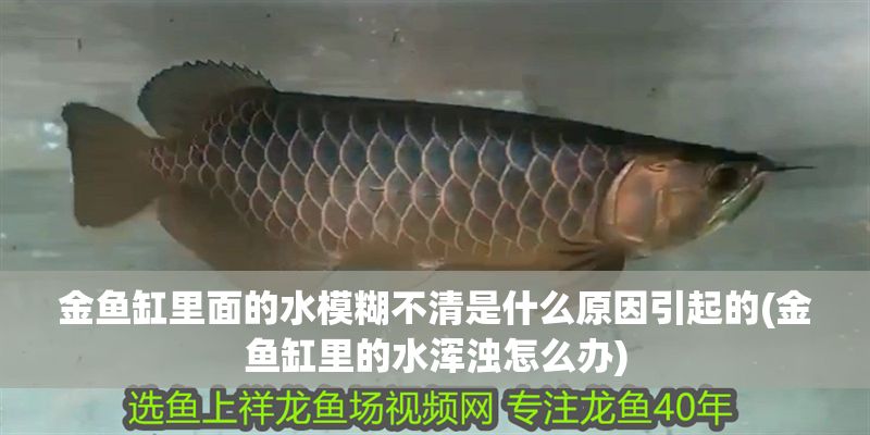 金魚缸里面的水模糊不清是什么原因引起的(金魚缸里的水渾濁怎么辦)