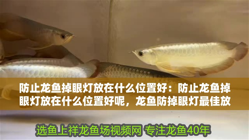 防止龍魚掉眼燈放在什么位置好：防止龍魚掉眼燈放在什么位置好呢，龍魚防掉眼燈最佳放置位置