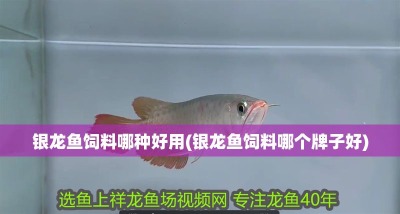 印尼小紅龍魚怎么挑選的呢圖片視頻(大湖紅龍魚對比印尼紅龍)