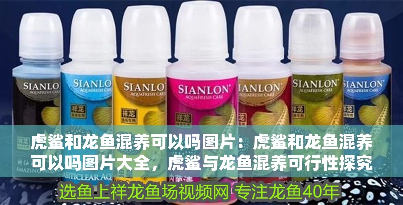 虎鯊和龍魚混養可以嗎圖片：虎鯊和龍魚混養可以嗎圖片大全，虎鯊與龍魚混養可行性探究及實景圖片展示
