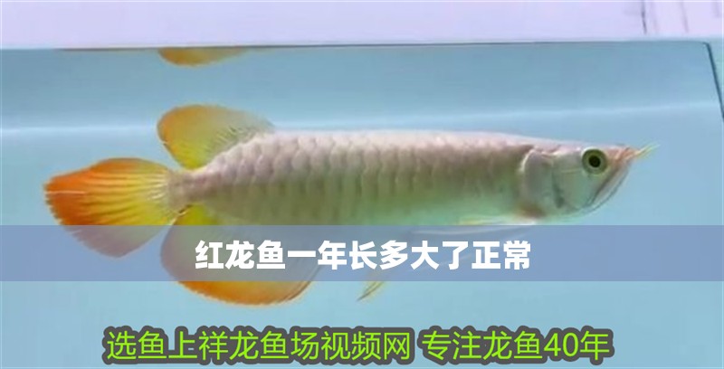 紅龍魚一年長多大了正常 紅龍魚一年長多大了正常 龍魚百科 第4張