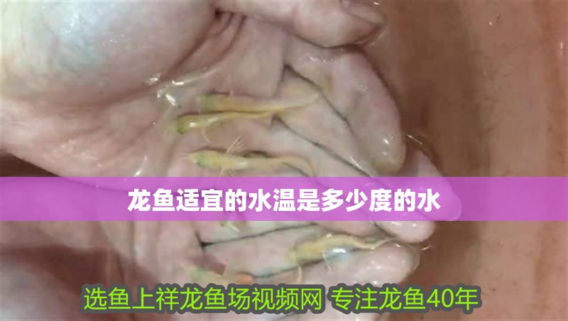 龍魚適宜的水溫是多少度的水