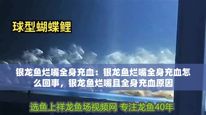 銀龍魚爛嘴全身充血：銀龍魚爛嘴全身充血怎么回事，銀龍魚爛嘴且全身充血原因 銀龍魚爛嘴全身充血：銀龍魚爛嘴全身充血怎么回事，銀龍魚爛嘴且全身充血原因 水族問答