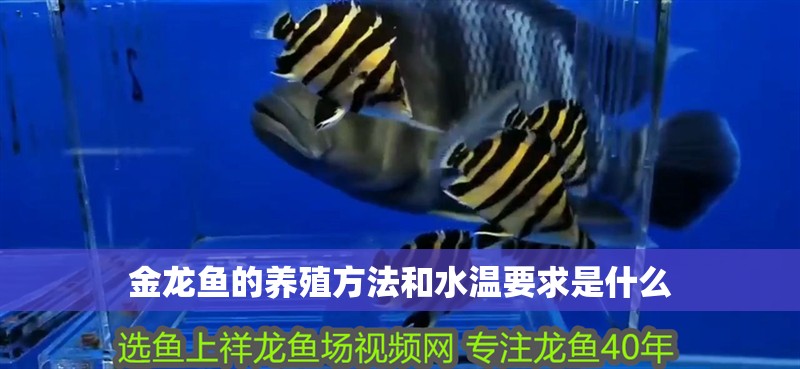 金龍魚的養殖方法和水溫要求是什么