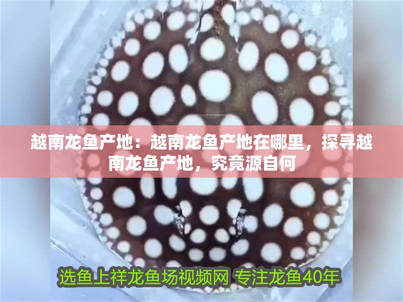越南龍魚產地：越南龍魚產地在哪里，探尋越南龍魚產地，究竟源自何