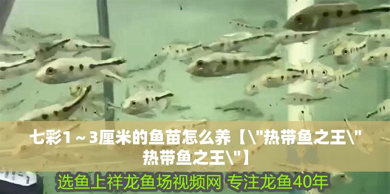 七彩1～3厘米的魚(yú)苗怎么養(yǎng)【\