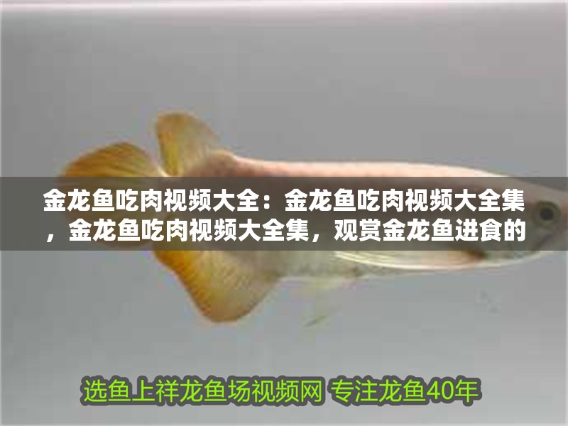 金龍魚(yú)吃肉視頻大全：金龍魚(yú)吃肉視頻大全集，金龍魚(yú)吃肉視頻大全集，觀賞金龍魚(yú)進(jìn)食的