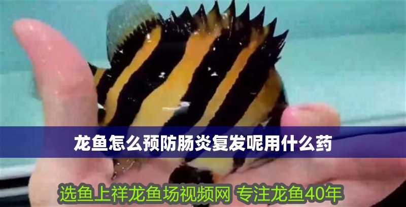龍魚怎么預防腸炎復發呢用什么藥 龍魚怎么預防腸炎復發呢用什么藥 龍魚百科 第4張