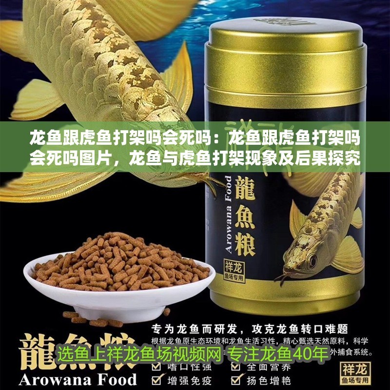 龍魚跟虎魚打架嗎會(huì)死嗎：龍魚跟虎魚打架嗎會(huì)死嗎圖片，龍魚與虎魚打架現(xiàn)象及后果探究，含相關(guān)圖片